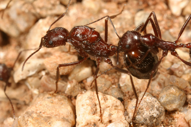 Aphaenogaster cockerelli